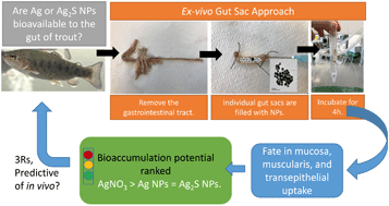 Graphical abstract: An assessment of the dietary bioavailability of silver nanomaterials in rainbow trout using an ex vivo gut sac technique