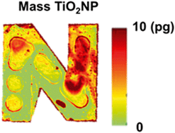 Graphical abstract: Visualization of label-free titanium dioxide nanoparticle deposition on surfaces with nanoscale roughness