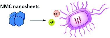 Graphical abstract: Biological impact of nanoscale lithium intercalating complex metal oxides to model bacterium B. subtilis