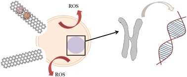 Graphical abstract: A non-damaging purification method: decoupling the toxicity of multi-walled carbon nanotubes and their associated metal impurities
