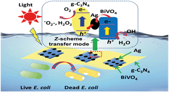Graphical abstract: Rapid disinfection of E. coli by a ternary BiVO4/Ag/g-C3N4 composite under visible light: photocatalytic mechanism and performance investigation in authentic sewage