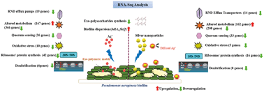 Graphical abstract: RNA-sequencing reveals a multitude of effects of silver nanoparticles on Pseudomonas aeruginosa biofilms