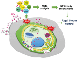 Graphical abstract: Algae response to engineered nanoparticles: current understanding, mechanisms and implications