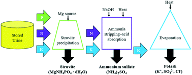 Graphical abstract: Integrated, multi-process approach to total nutrient recovery from stored urine