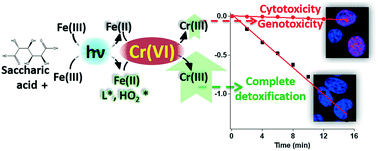 Graphical abstract: Photochemical detoxification of Cr(vi) using iron and saccharic acid: insights from cytotoxic and genotoxic assays