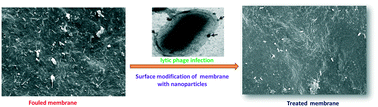 Graphical abstract: Biofouling reduction in a MBR by the application of a lytic phage on a modified nanocomposite membrane