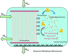 Graphical abstract: Mitigation of solute buildup by using a biodegradable and reusable polyelectrolyte as a draw solute in an osmotic membrane bioreactor