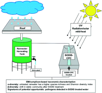 Graphical abstract: EMA-amplicon-based taxonomic characterisation of the viable bacterial community present in untreated and SODIS treated roof-harvested rainwater