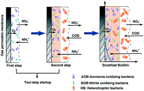 Graphical abstract: Two-step startup improves pollutant removal in membrane-aerated biofilm reactors treating high-strength nitrogenous wastewater