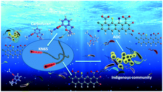 Graphical abstract: Modelling carbofuran biotransformation by Novosphingobium sp. KN65.2 in the presence of coincidental carbon and indigenous microbes