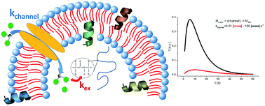 Graphical abstract: Hyperpolarised NMR to follow water proton transport through membrane channels via exchange with biomolecules