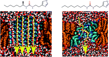 Graphical abstract: Water permeation across artificial I-quartet membrane channels: from structure to disorder