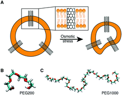 Graphical abstract: Impact of PEG additives and pore rim functionalization on water transport through sub-1 nm carbon nanotube porins