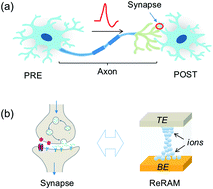 Graphical abstract: Computing of temporal information in spiking neural networks with ReRAM synapses