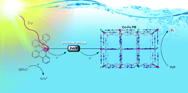 Graphical abstract: Visible light-driven water oxidation with a ruthenium sensitizer and a cobalt-based catalyst connected with a polymeric platform