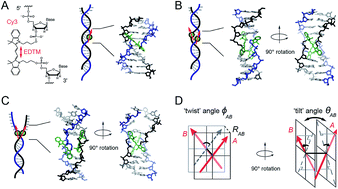 Graphical abstract: Measuring local conformations and conformational disorder of (Cy3)2 dimer labeled DNA fork junctions using absorbance, circular dichroism and two-dimensional fluorescence spectroscopy