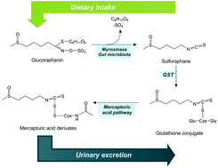 Graphical abstract: New highlights on the health-improving effects of sulforaphane