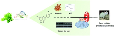 Graphical abstract: The dietary compound luteolin inhibits pancreatic cancer growth by targeting BCL-2