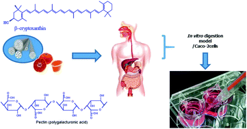 Graphical abstract: Pectin structure and particle size modify carotenoid bioaccessibility and uptake by Caco-2 cells in citrus juices vs. concentrates