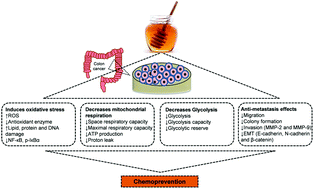 Graphical abstract: The inhibitory effect of Manuka honey on human colon cancer HCT-116 and LoVo cell growth. Part 2: Induction of oxidative stress, alteration of mitochondrial respiration and glycolysis, and suppression of metastatic ability