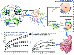 Graphical abstract: Effect of microparticulation and xanthan gum on the stability and lipid digestion of oil-in-water emulsions stabilized by whey protein