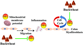 Graphical abstract: Buckwheat and buckwheat enriched products exert an anti-inflammatory effect on the myofibroblasts of colon CCD-18Co