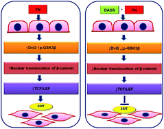 Graphical abstract: Diallyl disulphide suppresses the cannonical Wnt signaling pathway and reverses the fibronectin-induced epithelial mesenchymal transition of A549 lung cancer cells