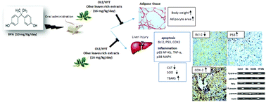 Graphical abstract: Oleuropein and hydroxytyrosol rich extracts from olive leaves attenuate liver injury and lipid metabolism disturbance in bisphenol A-treated rats