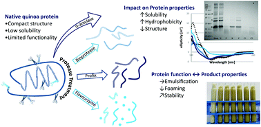 Graphical abstract: Impact of protease and amylase treatment on proteins and the product quality of a quinoa-based milk substitute