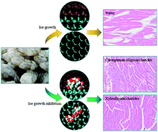 Graphical abstract: Understanding the influence of carrageenan oligosaccharides and xylooligosaccharides on ice-crystal growth in peeled shrimp (Litopenaeus vannamei) during frozen storage