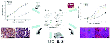 Graphical abstract: Anti-anemia effects of ginsenoside Rk3 and ginsenoside Rh4 on mice with ribavirin-induced anemia