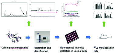 Graphical abstract: Effects of casein phosphopeptides on calcium absorption and metabolism bioactivity in vitro and in vivo