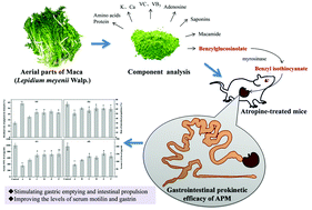 Graphical abstract: Aerial parts of maca (Lepidium meyenii Walp.) as functional vegetables with gastrointestinal prokinetic efficacy in vivo