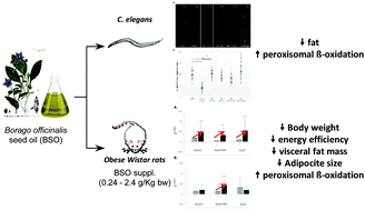 Graphical abstract: Borago officinalis seed oil (BSO), a natural source of omega-6 fatty acids, attenuates fat accumulation by activating peroxisomal beta-oxidation both in C. elegans and in diet-induced obese rats