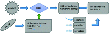 Graphical abstract: The protective effects of selenium-enriched Spirulina platensis on chronic alcohol-induced liver injury in mice