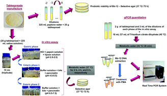 Graphical abstract: Milk fat protects Bifidobacterium animalis subsp. lactis Bb-12 from in vitro gastrointestinal stress in potentially synbiotic table spreads