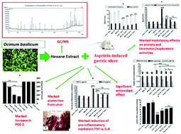 Graphical abstract: The protective role of Ocimum basilicum L. (Basil) against aspirin-induced gastric ulcer in mice: Impact on oxidative stress, inflammation, motor deficits and anxiety-like behavior
