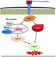 Graphical abstract: Anticancer potential against cervix cancer (HeLa) cell line of probiotic Lactobacillus casei and Lactobacillus paracasei strains isolated from human breast milk