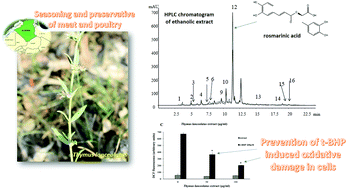 Graphical abstract: Thymus lanceolatus ethanolic extract protects human cells from t-BHP induced oxidative damage