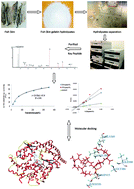 Graphical abstract: Preparation and identification of novel inhibitory angiotensin-I-converting enzyme peptides from tilapia skin gelatin hydrolysates: inhibition kinetics and molecular docking