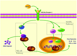 Graphical abstract: Purification, identification and functional characterization of an immunomodulatory protein from Pleurotus eryngii