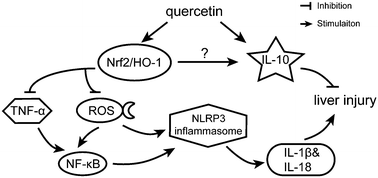 Graphical abstract: Targeting heme oxygenase-1 by quercetin ameliorates alcohol-induced acute liver injury via inhibiting NLRP3 inflammasome activation