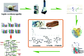 Graphical abstract: An integrated metabolomic strategy for the characterization of the effects of Chinese yam and its three active components on septic cardiomyopathy