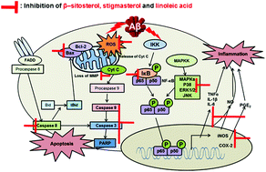 Graphical abstract: Major compounds of red ginseng oil attenuate Aβ25–35-induced neuronal apoptosis and inflammation by modulating MAPK/NF-κB pathway