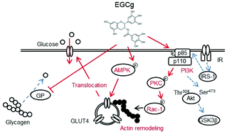 Graphical abstract: Epigallocatechin gallate induces GLUT4 translocation in skeletal muscle through both PI3K- and AMPK-dependent pathways