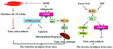 Graphical abstract: β-Hydroxy-β-methylbutyrate modulates lipid metabolism in adipose tissues of growing pigs