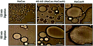 Graphical abstract: Incorporation of bioactive dairy hydrolysate influences the stability and digestion behaviour of milk protein stabilised emulsions