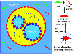Graphical abstract: One-step formation of a double Pickering emulsion via modulation of the oil phase composition