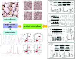 Graphical abstract: A glucogalactomannan isolated from Agaricus bisporus induces apoptosis in macrophages through the JNK/Bim/caspase 3 pathway