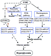 Graphical abstract: Chimonanthus nitens Oliv. leaf extract exerting anti-hyperglycemic activity by modulating GLUT4 and GLUT1 in the skeletal muscle of a diabetic mouse model